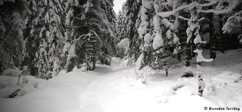 vinter